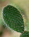 Kaktus (© Ernst Rose / PIXELIO)